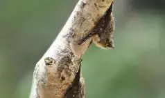 New Zealand uses artificial roost boxes to protect long-tailed bats