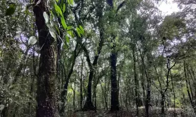 International research identifies vast area for natural forest regeneration