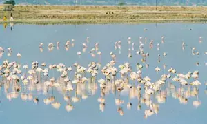 Bird conservation in Sambhar Lake must be safeguarded, says Rajasthan official