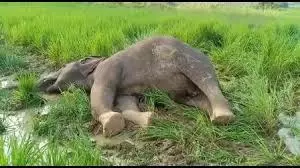 Odisha Forest minister orders probe into 50 unnatural deaths of jumbos