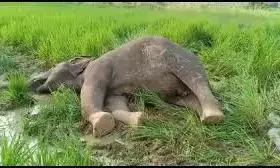 Odisha Forest minister orders probe into 50 unnatural deaths of jumbos