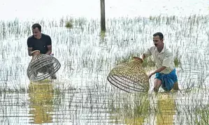 Finance Ministry tells banks to give more loans for agri-allied activities