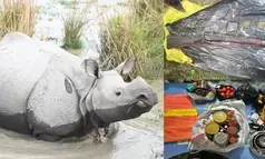 Assam: 4 rhino poachers arrested in Darrang; arms, ammunition recovered