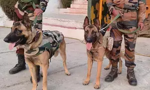Haryana Police deploy 63 dogs to sniff out crime