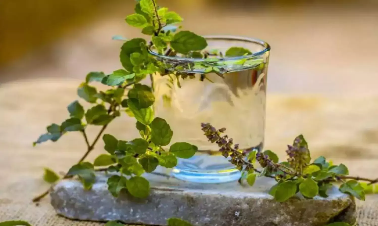 The Incredible Health Benefits of Tulsi Water: A Natural Morning Ritual
