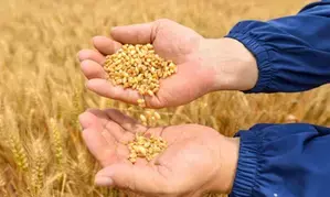 Food security more important than narrow politics: Malaysian official