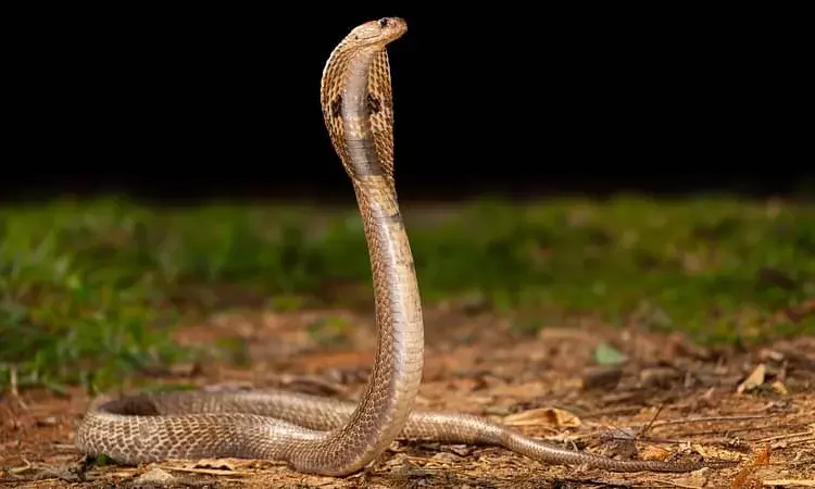 Tamil Nadu Declares Snakebite a Notified Disease to Improve Treatment and Data Collection Tamil Nadu Declares Snakebite a Notified Disease to Improve Treatment and Data Collection