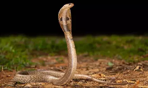 Tamil Nadu Declares Snakebite a Notified Disease to Improve Treatment and Data Collection