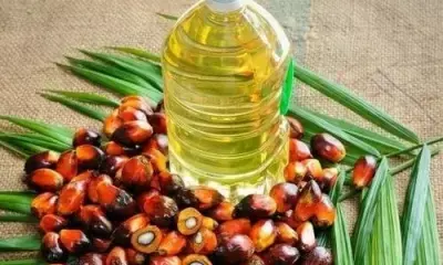 Malaysias analysts foresee higher CPO prices amid tight supply