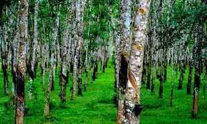 Malaysias natural rubber production up 36.4 per cent in Q3