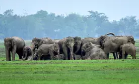 Africas elephant population declines by 70 per cent over past 50 years: study