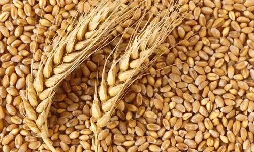 Wheat Prices in India Soar to Record Highs, Adding to Inflation Woes