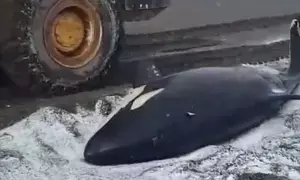 Beached killer whale rescued in Russias Far East