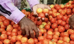 Tomato prices drop 22.5 pc as flow of fresh crop picks up pace