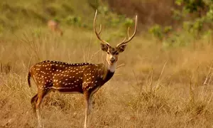 Bihar: Spotted deer dies due to heart attack in Banka district