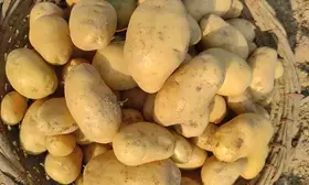 West Bengal bars exports of potato to other states for now