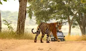 India’s tiger population rises to 3,682, doubles since 2006