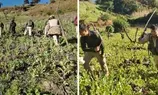 12 acres of illegal poppy cultivation destroyed in Kangpokpi: Manipur CM