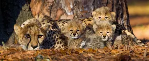 MP: Cheetah Neerva’s two cubs found dead MP: Cheetah Neerva’s two cubs found dead