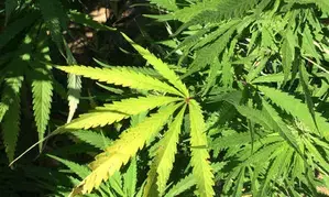 Fijian police seize over 400 marijuana plants