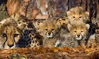 MP: Cheetah Neerva’s two cubs found dead