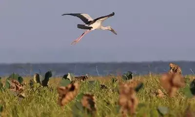 Migratory birds arrive at Myanmars wetland sanctuary for winter