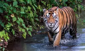 PM Modi hails rise in tiger population, addition of 57th reserve