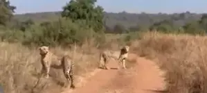 MP: Two male cheetahs released into open wild areas at Kuno