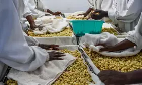 Kenya lifts ban on export of raw macadamia