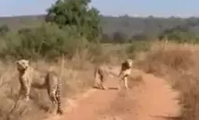 MP: Two male cheetahs released into open wild areas at Kuno