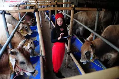 Indonesia to import two million live cattle by 2029
