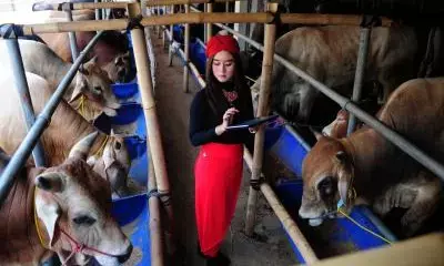 Indonesia to import two million live cattle by 2029