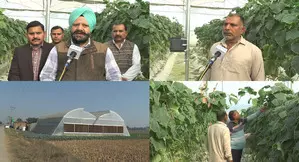 Polyhouse farming transforms farmers lives in J&Ks Samba
