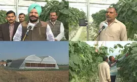 Polyhouse farming transforms farmers lives in J&Ks Samba