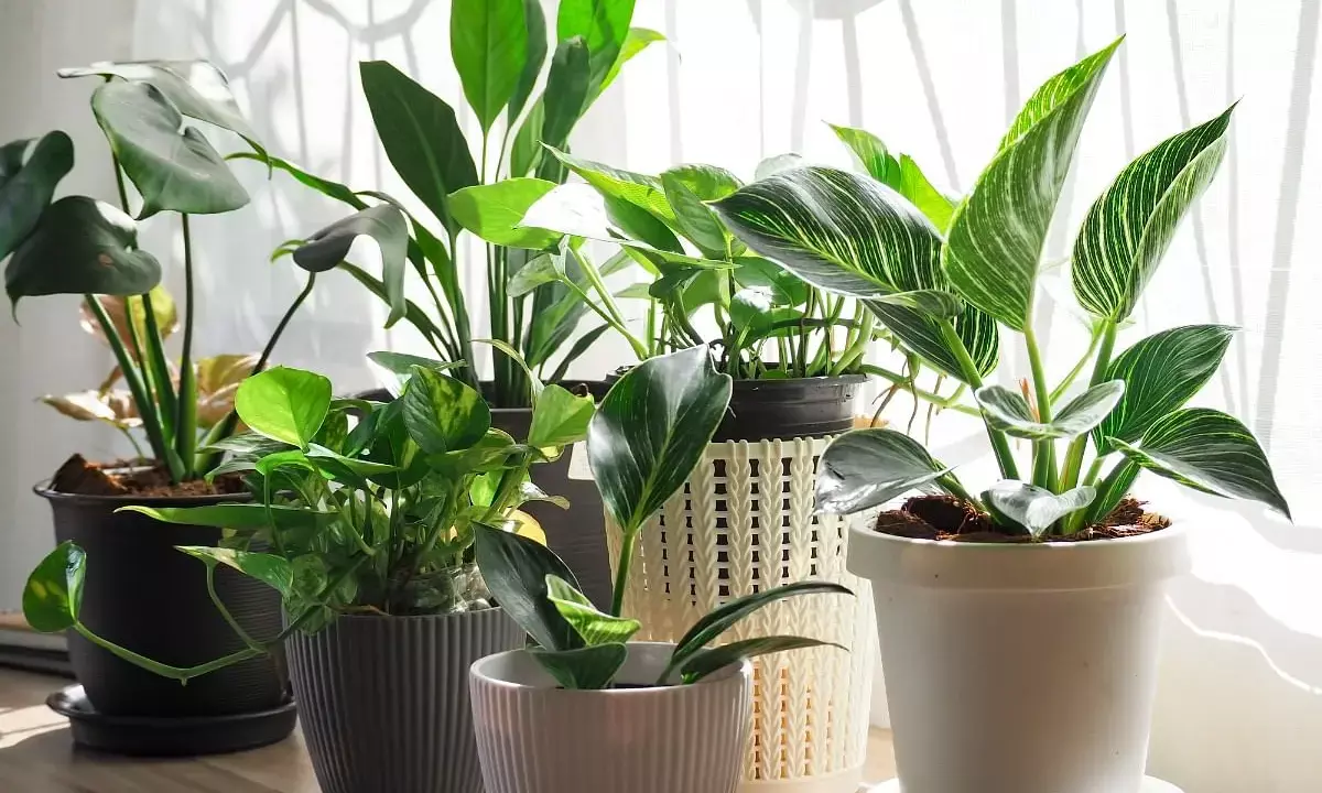 Plant care in winter: Easy tips to protect them from cold and keep healthy