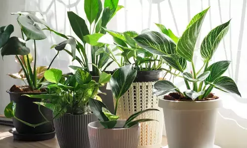 Plant care in winter: Easy tips to protect them from cold and keep healthy