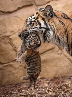 Mother tigress kills her cubs in Bengal Zoo