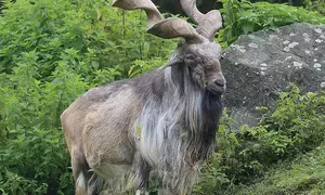 Rare wild goat Markhor seen in J&K’s Baramulla