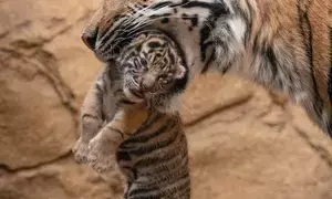 Mother tigress kills her cubs in Bengal Zoo