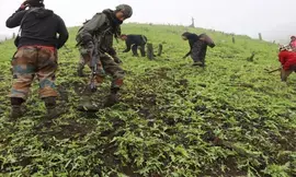 Assam Rifles, police destroy illegal poppy farming areas in Manipur