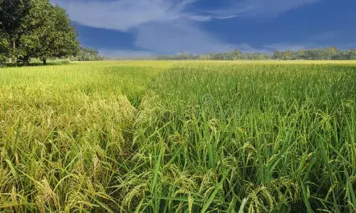 Online Paddy Booking Service Launched to Enhance Transparency in Procurement