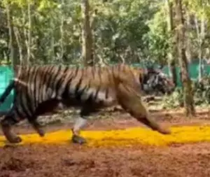 Curfew-like situation in Jharkhands Chakulia due to tigress Zeenat