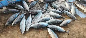 Centre approves Rs 59 crore plan for Tuna fish exports from Andaman