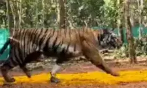 Curfew-like situation in Jharkhands Chakulia due to tigress Zeenat