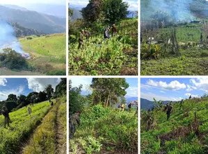 Manipur: Assam Rifles destroys 354 acres of illegal poppy farming in 2024