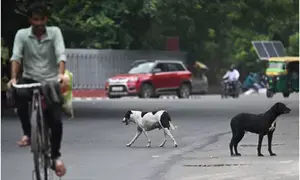 K’taka: Man rapes stray dog, gets thrashed by people