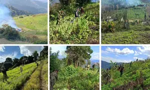 Manipur: Assam Rifles destroys 354 acres of illegal poppy farming in 2024