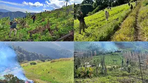Crackdown on illegal poppy farming in Manipur: Assam Rifles destroyed 6,228 acres in 5 years