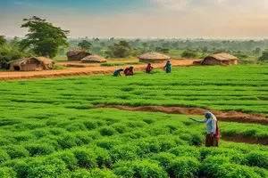 Area sown under rabi crops increases to 558.8 lakh hectares