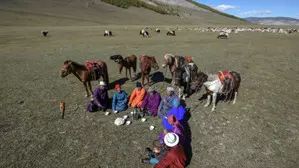 Outbreak of sheep, goat plague reported in western Mongolia